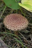 Suillus spraguei image