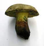 Boletus rubripes image