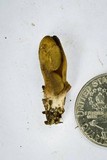 Otidea tuomikoskii image