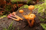 Chromosera cyanophylla image