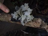 Tremella fuciformis image