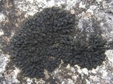 Collema fragile image
