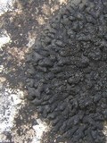 Collema fragile image
