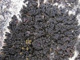 Collema bachmanianum image
