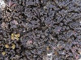 Collema bachmanianum image