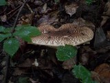 Echinoderma asperum image