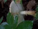 Echinoderma asperum image