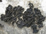 Collema fuscovirens image