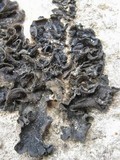 Collema fuscovirens image