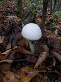 Agaricus arvensis image