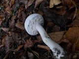 Agaricus arvensis image