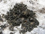 Collema fuscovirens image