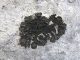 Collema fuscovirens image
