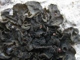 Collema fuscovirens image