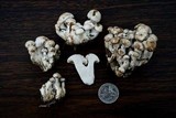Leucocybe connata image