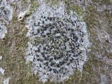 Amandinea punctata image