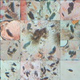 Amandinea punctata image