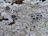 Physcia clementei image