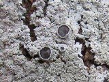 Physcia clementei image