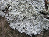 Physcia clementei image