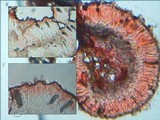 Physcia clementei image