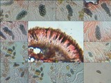 Physcia clementei image