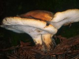 Polyporus tuberaster image