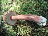 Austroboletus gracilis image
