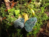 Leotia viscosa image