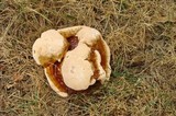 Ganoderma sessile image