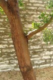 Ganoderma sessile image