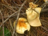 Marasmius strictipes image