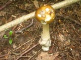 Amanita sinicoflava image