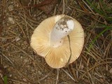 Russula cessans image