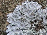 Physcia tribacioides image