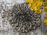 Phaeophyscia orbicularis image