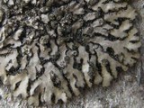 Phaeophyscia orbicularis image