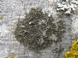 Hyperphyscia adglutinata image
