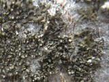 Hyperphyscia adglutinata image