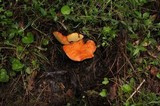 Gyroporus ballouii image