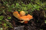Gyroporus ballouii image
