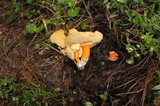 Tylopilus balloui image
