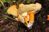 Gyroporus ballouii image