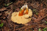 Tylopilus balloui image