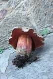 Boletus michoacanus image