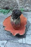 Boletus michoacanus image