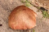 Boletus michoacanus image