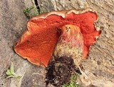 Boletus michoacanus image
