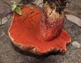 Boletus michoacanus image