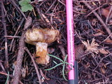 Cortinarius pinguis image